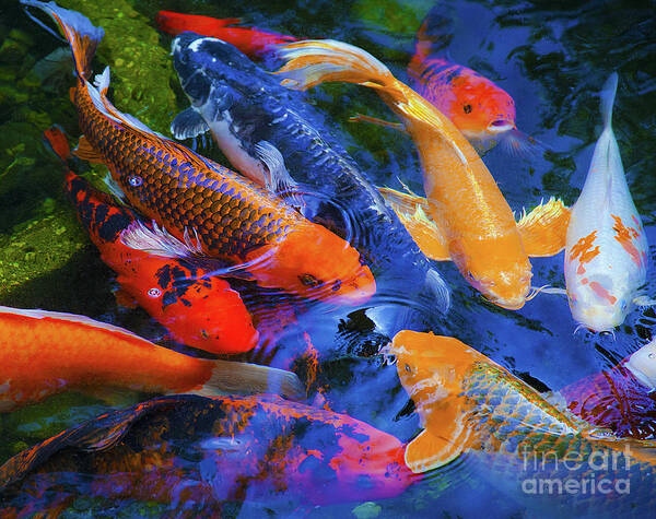 Koi Fish Poster featuring the photograph Calm Koi Fish by Jerry Cowart