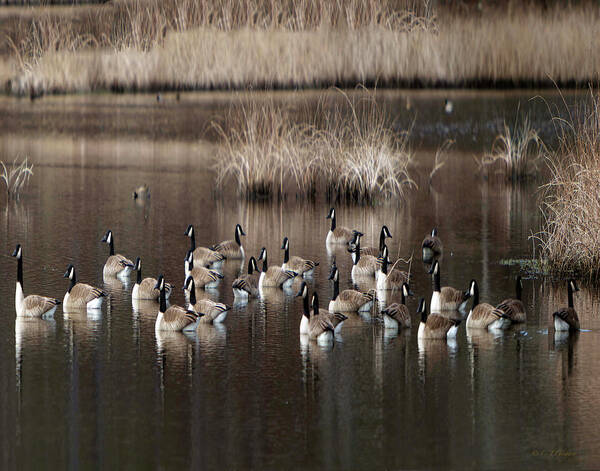 Cape Poster featuring the photograph Cape Cod Americana Canada Geese by Constantine Gregory