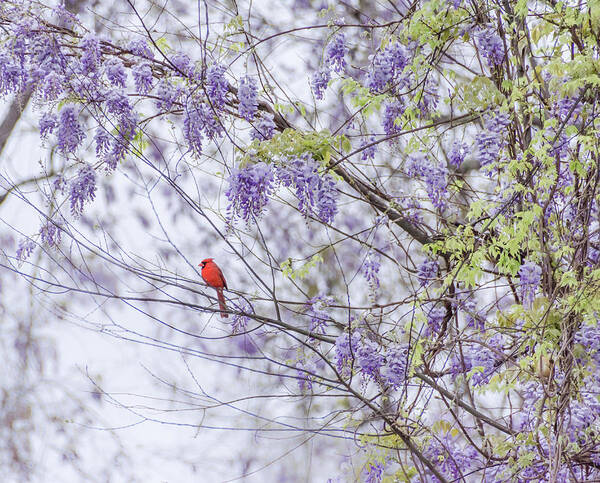 Wisteria Poster featuring the photograph Cardinal and wisteria by Andrea Anderegg