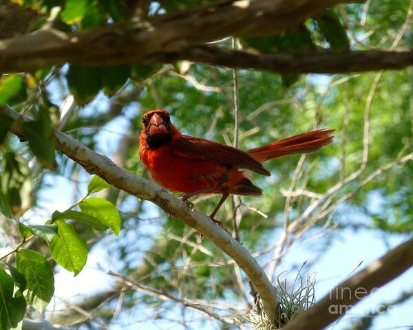 Cardinal Poster featuring the photograph Cardinal by As the Dinosaur Flies Photography