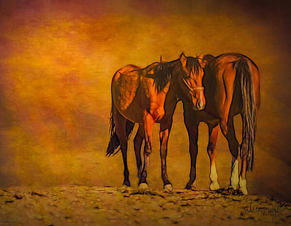 Horse Poster featuring the digital art Catching the Last Sun PhotoArt by Walter Herrit