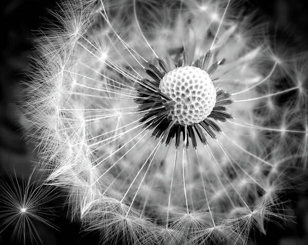 Dandelions In Black And White Poster featuring the photograph CELEBRATION of NATURE in Black and White by Karen Wiles