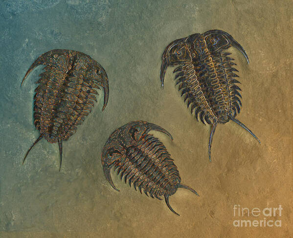 Trilobite Poster featuring the photograph Ceraurus and Leviceraurus by Melissa A Benson