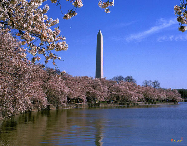 Scenic Poster featuring the photograph Cherry Blossoms on the Tidal Basin 15J by Gerry Gantt