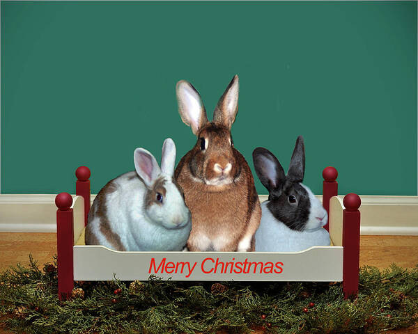 Animals Poster featuring the photograph Christmas Bunnies by Diane Bell