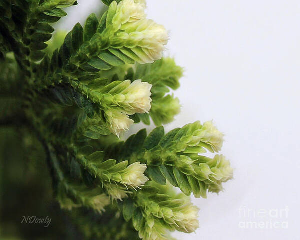 Christmas Fern Poster featuring the photograph Christmas Fern by Natalie Dowty