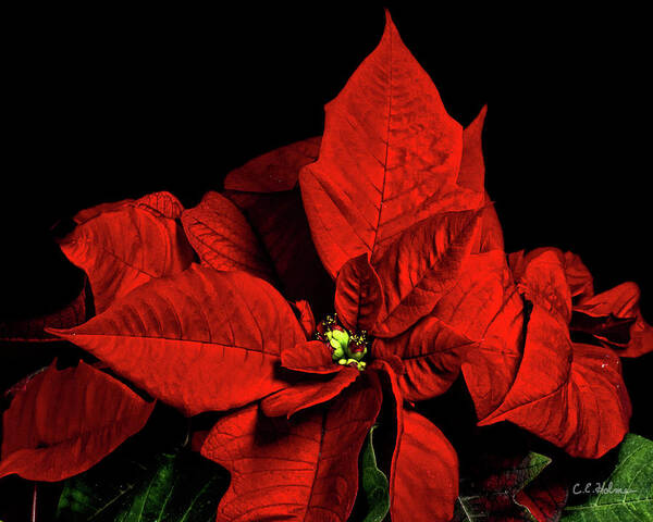 Pointsettia Poster featuring the photograph Christmas Fire by Christopher Holmes