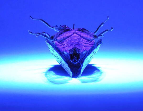 Cicada Poster featuring the photograph Cicada In UV by Mark Fuller