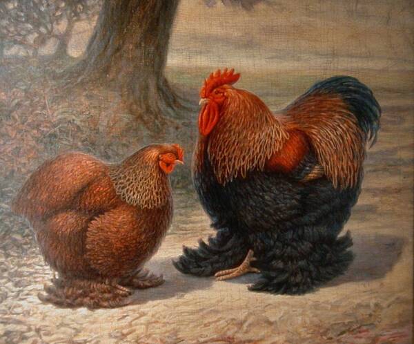 Chickens Poster featuring the painting Cochin Chickens by Hans Droog