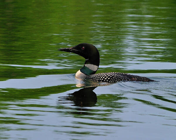 Common Loon Poster featuring the photograph Common Loon by Tony Beck