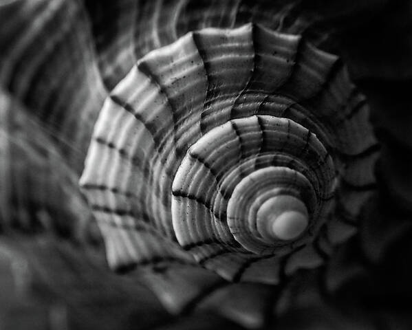 Conch Poster featuring the photograph Conch Shell In Black And White by Greg and Chrystal Mimbs