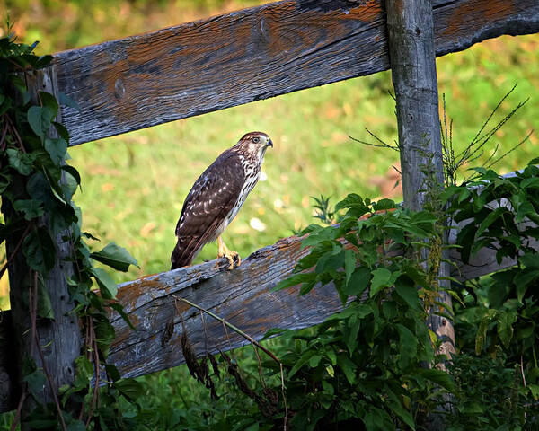 Hawk Poster featuring the photograph Coopers Hawk perched on a weathered fence by Al Mueller