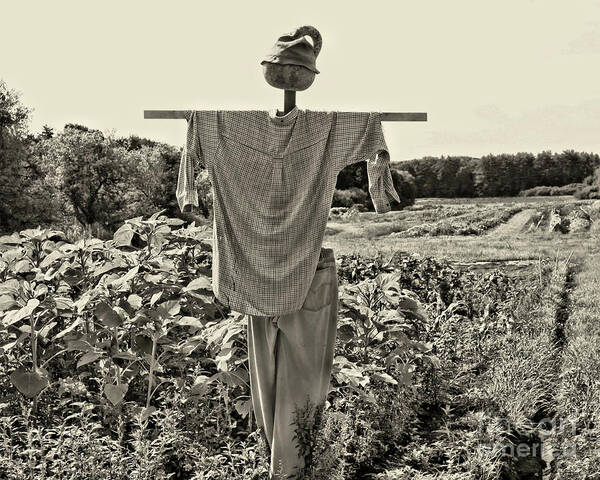 Garden Scarecrow Poster featuring the photograph Country Scarecrow In Black And White by Smilin Eyes Treasures