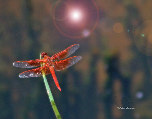 Dragonfly Poster featuring the photograph Crackerjack Dragonfly by Matalyn Gardner