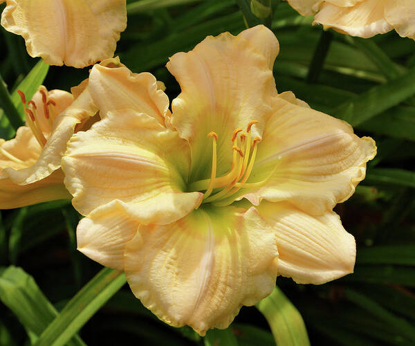 Daylilies Poster featuring the photograph Cream Daylily by Sandy Keeton