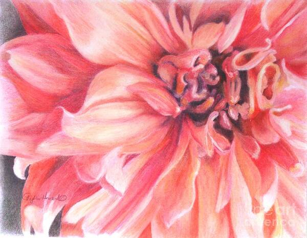 Flower Poster featuring the drawing Dahlia 1 by Phyllis Howard