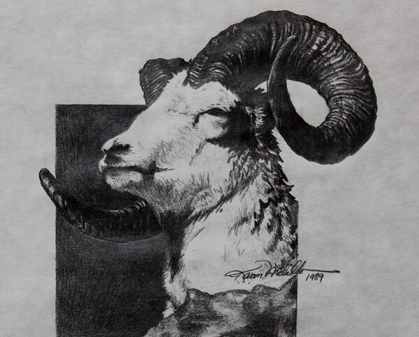 Dall Poster featuring the drawing Dall Ram by Karon Melillo DeVega
