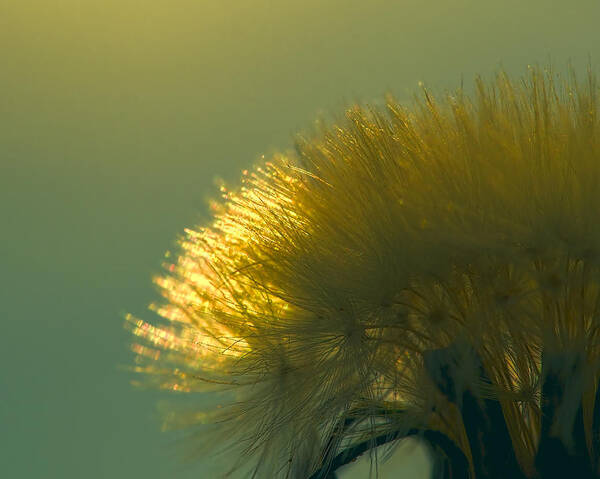 Dandelion Poster featuring the photograph Dandelion in Green by Brad Boland