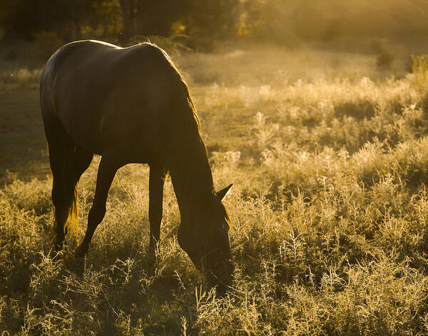 Equine Poster featuring the photograph Dark Horse by Ron McGinnis