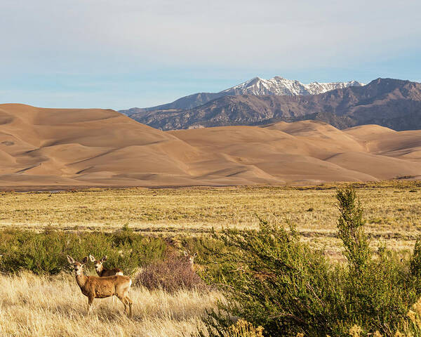 Wildlife Poster featuring the photograph Deer And The Colorado Sand Dunes by James BO Insogna