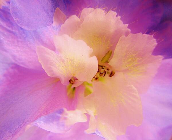 Delphinium Poster featuring the photograph Delphinium Abstract by Sharon Ackley