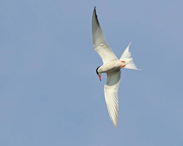 Common Tern Poster featuring the photograph Dive by Tony Beck