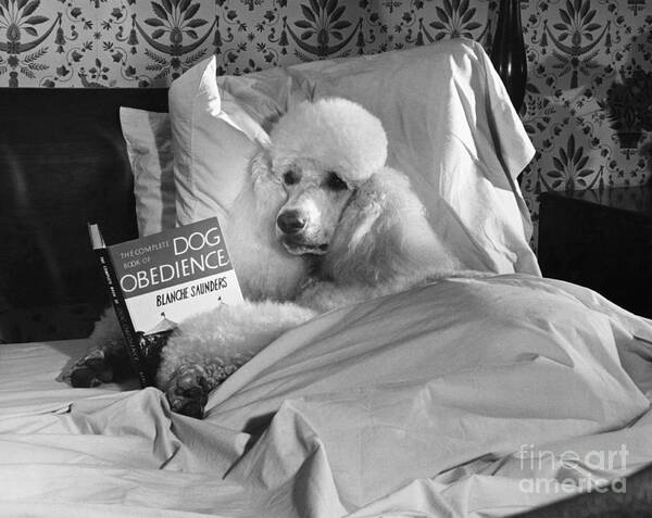 Animal Poster featuring the photograph Dog Reading in Bed by M E Browning and Photo Researchers