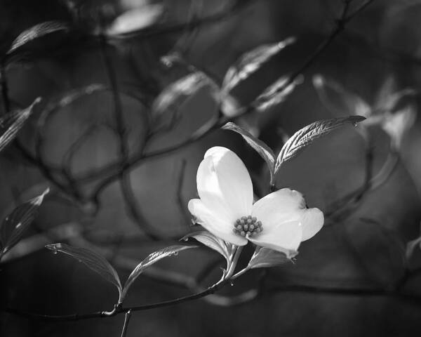 Dogwood Bloom Poster featuring the photograph Dogwood at Sunrise by Michael Dougherty