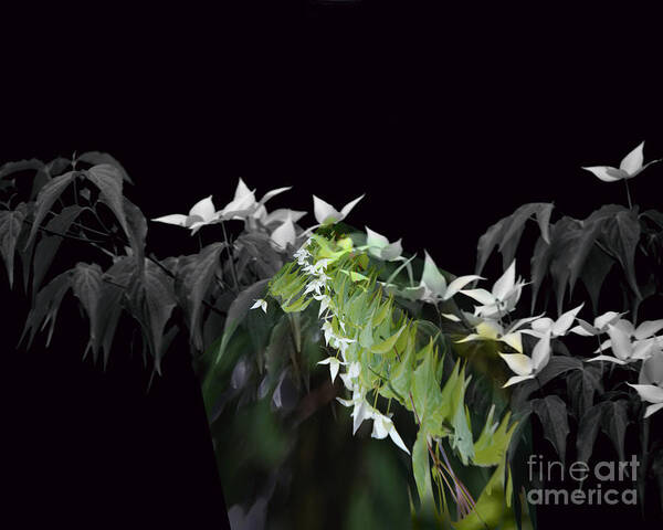Dogwood Flowers. Flowers Poster featuring the photograph Dogwood Shades of Grey by Elaine Hunter