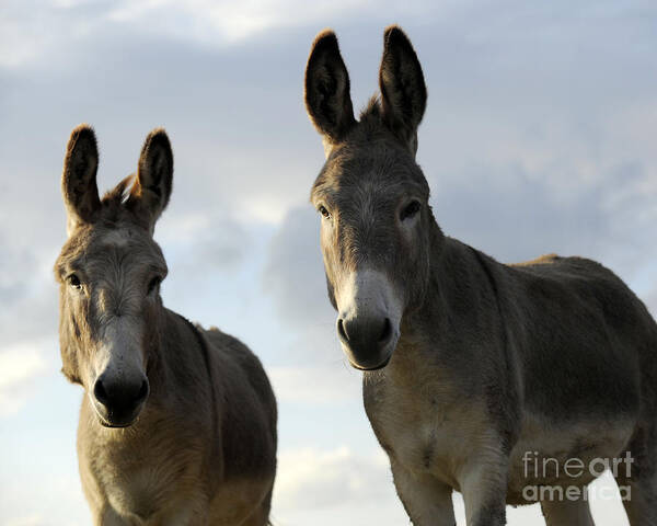 Donkeys Poster featuring the photograph Donkeys #599 by Carien Schippers