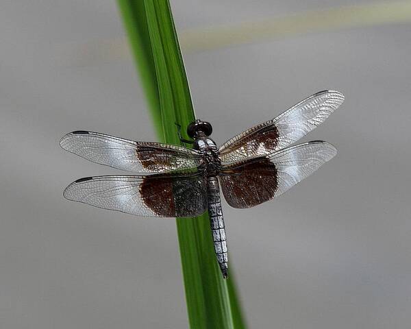 Dragon Fly Poster featuring the photograph Dragon Fly by Jerry Battle