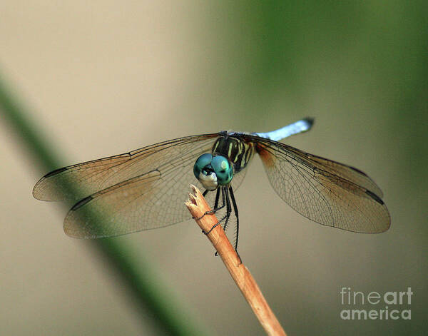 Dragonfly Poster featuring the photograph Dragonfly by Douglas Stucky