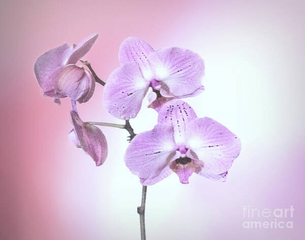 Flowers Poster featuring the photograph Dreamy Pink Orchid by Linda Phelps