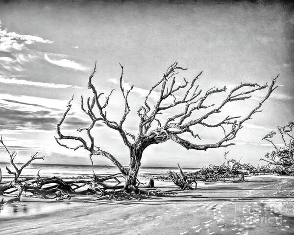 Driftwood Beach Poster featuring the photograph Driftwood Beach - Black and White by Kerri Farley