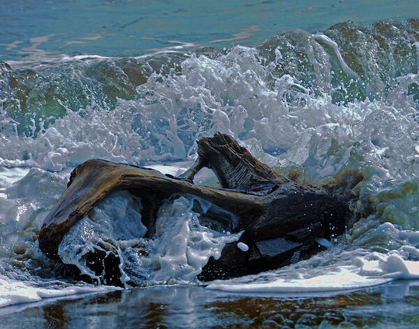 Driftwood Poster featuring the photograph Driftwood by Keith Lovejoy