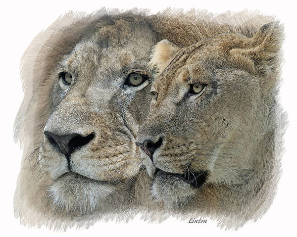 Lion Poster featuring the digital art Dynamic Duo by Larry Linton