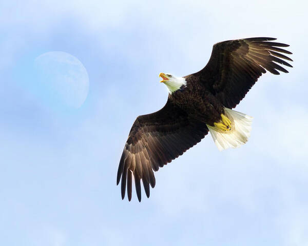 Eagle Poster featuring the photograph Eagle Moon by Mark Andrew Thomas