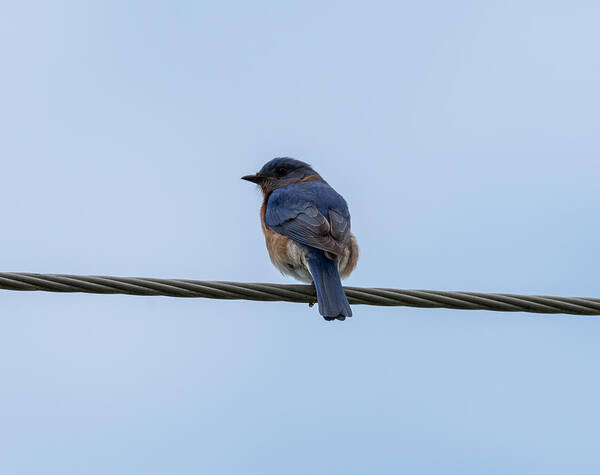 Eastern Bluebird Poster featuring the photograph Eastern Bluebird by Holden The Moment