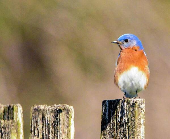 Eastern Bluebird Poster featuring the photograph Eastern Bluebird by Sumoflam Photography