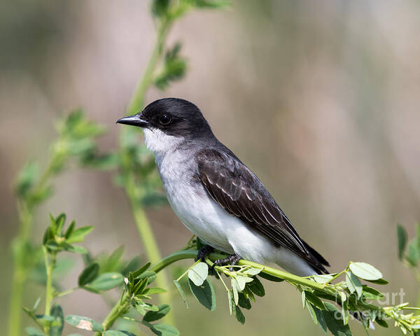 Art Poster featuring the photograph Eastern Kingbird by Phil Spitze