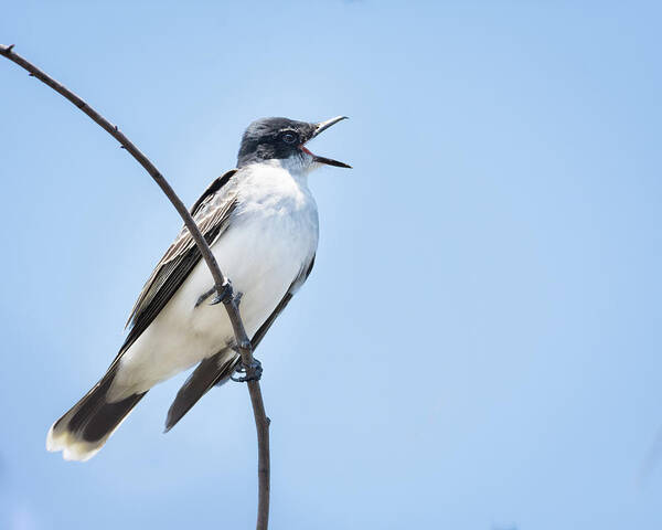 Eastern Kingbird Poster featuring the photograph Eastern Kingbird - Singing for You by Debra Martz