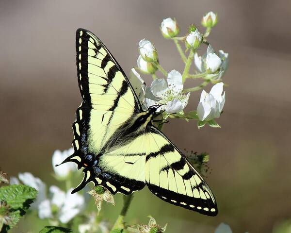 Butterfly Poster featuring the photograph Eastern Tiger Swallowtail Female by David Pickett