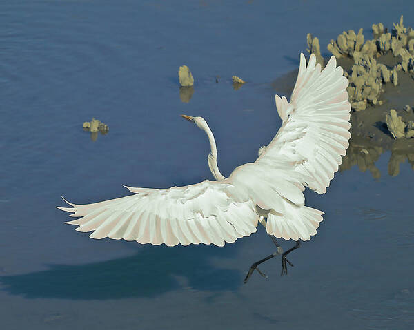 Egret Poster featuring the photograph Egret Landing by Mike Covington