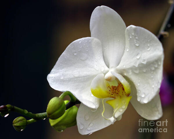 Orchid Poster featuring the photograph Elegance in White by Ken Frischkorn