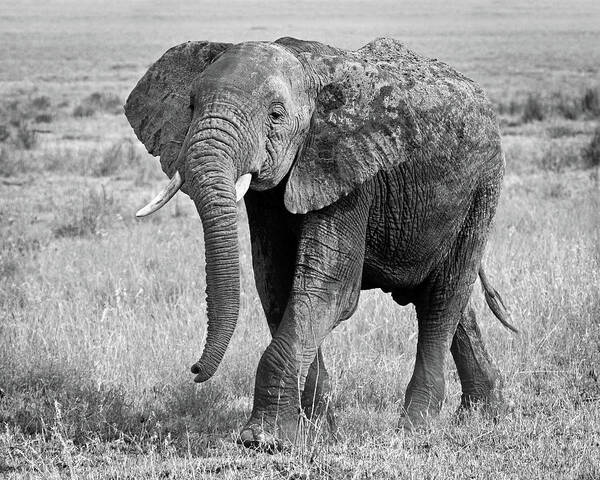Elephant Poster featuring the photograph Elephant Happy and Free in Black and White by Gill Billington