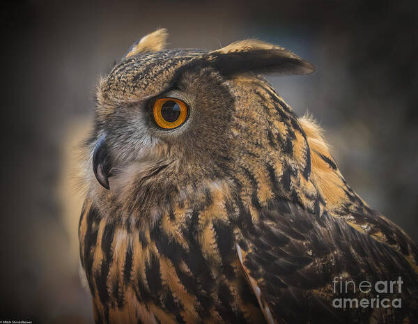 Eurasian Eagle Owl Poster featuring the photograph Eurasian Eagle Owl Portrait 2 by Mitch Shindelbower