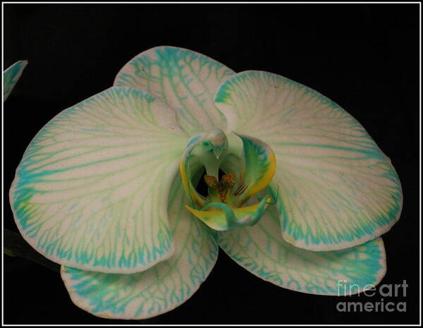 Orchid Poster featuring the photograph Orchid in White and Turquoise by Dora Sofia Caputo