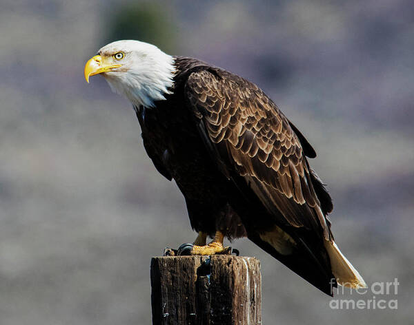 Bald Eagle Poster featuring the photograph Eye of the Eagle by Michael Dawson