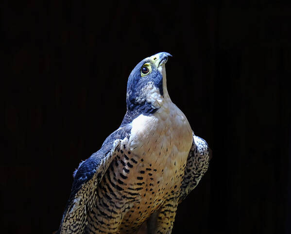Peregrine Falcon Poster featuring the photograph Peregrine Falcon by Ronda Ryan