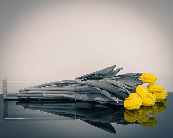 Yellow Tulips Poster featuring the photograph Fallen Tulips by Robert Ambrose